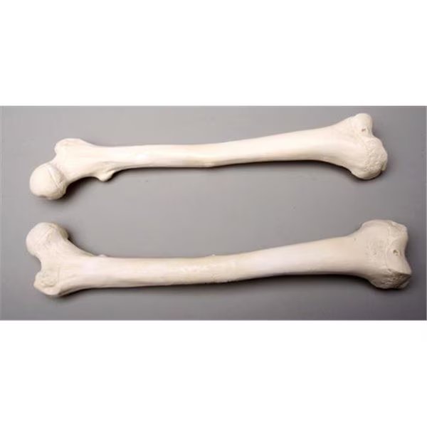 Skeletons and More SM384DL Left Femur Bone, Skeletons And More, Mfr#: SM384DL